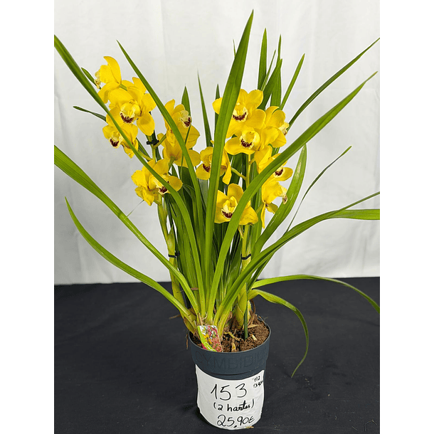 Orquídea Cymbidium Amarela Dourada – 2 Hastes | Flor Média-Grande 2