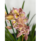 Orquídea Cymbidium Italy – 1 Haste | 3 Línguas 1