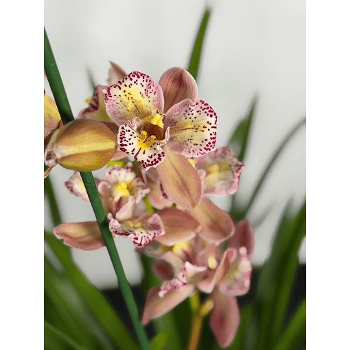 Orquídea Cymbidium Italy – 1 Haste | 3 Línguas