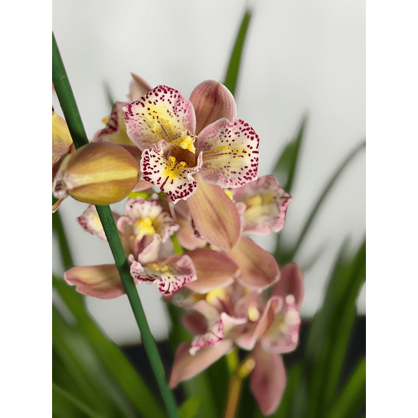 Orquídea Cymbidium Italy – 1 Haste | 3 Línguas 1