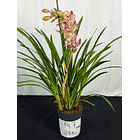 Orquídea Cymbidium Italy – 1 Haste | 3 Línguas 2