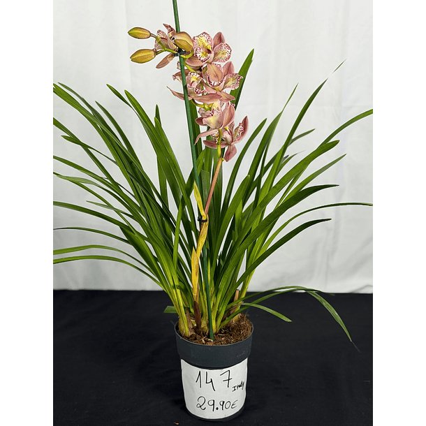 Orquídea Cymbidium Italy – 1 Haste | 3 Línguas 2