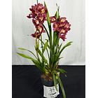 Orquídea Cymbidium Bordeaux – 2 Hastes  2