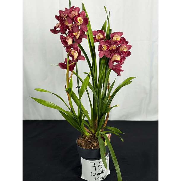 Orquídea Cymbidium Bordeaux – 2 Hastes  2