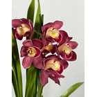 Orquídea Cymbidium Bordeaux – 2 Hastes  1