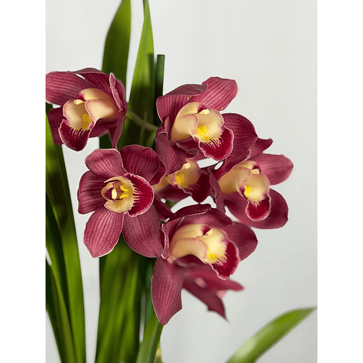 Orquídea Cymbidium Bordeaux – 2 Hastes 