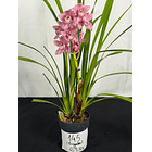 Orquídea Cymbidium “Bigodes” – 1 Haste | Flor Grande 2