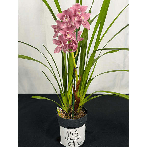 Orquídea Cymbidium “Bigodes” – 1 Haste | Flor Grande 2