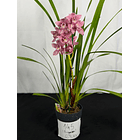 Orquídea Cymbidium “Bigodes” – 1 Haste | Flor Grande 3