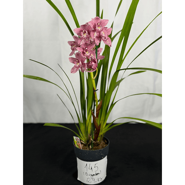 Orquídea Cymbidium “Bigodes” – 1 Haste | Flor Grande 3