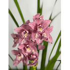 Orquídea Cymbidium “Bigodes” – 1 Haste | Flor Grande 1