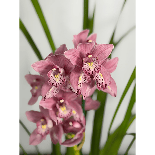 Orquídea Cymbidium “Bigodes” – 1 Haste | Flor Grande