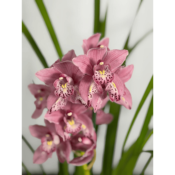 Orquídea Cymbidium “Bigodes” – 1 Haste | Flor Grande 1