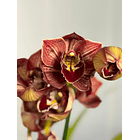Orquídea Cymbidium Eternal Red – 2 Hastes | Flor XXL 1