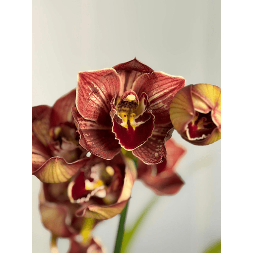 Orquídea Cymbidium Eternal Red – 2 Hastes | Flor XXL