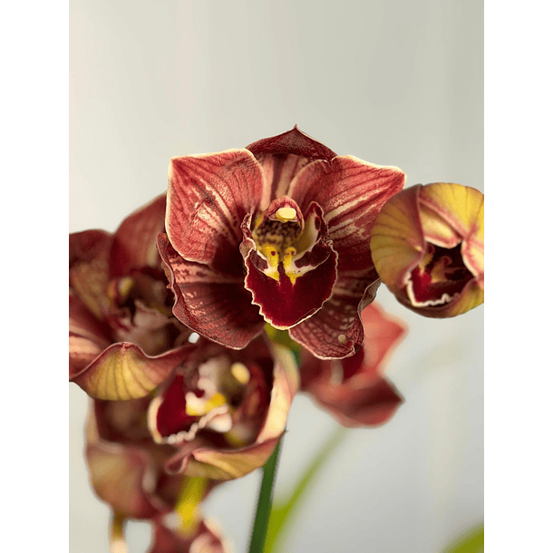 Orquídea Cymbidium Eternal Red – 2 Hastes | Flor XXL 1