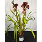 Orquídea Cymbidium Eternal Red – 2 Hastes | Flor XXL 2