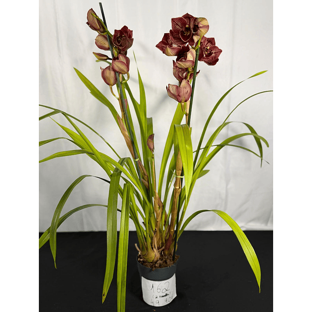 Orquídea Cymbidium Eternal Red – 2 Hastes | Flor XXL 2