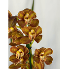 Orquídea Cymbidium Bronze Dourado – 1 Haste | Flor Grande 1