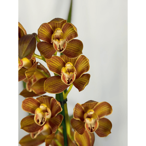 Orquídea Cymbidium Bronze Dourado – 1 Haste | Flor Grande