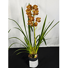 Orquídea Cymbidium Bronze Dourado – 1 Haste | Flor Grande 2