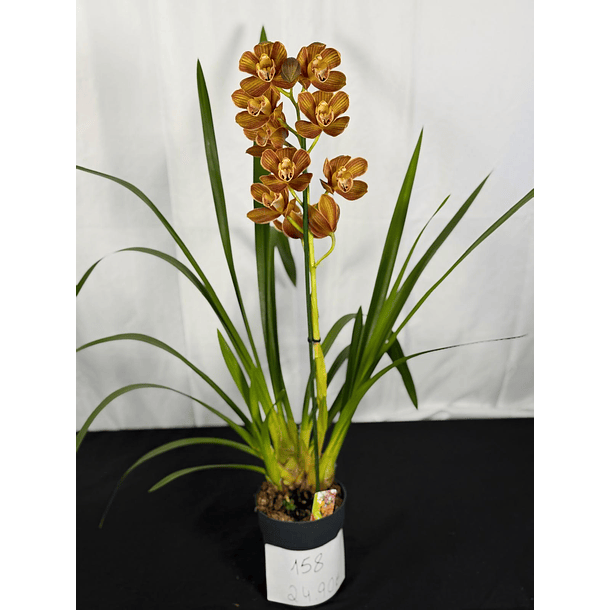 Orquídea Cymbidium Bronze Dourado – 1 Haste | Flor Grande 2