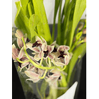 Orquídea Semi-Pêndula Olho Preto – 1 a 2 Hastes 2