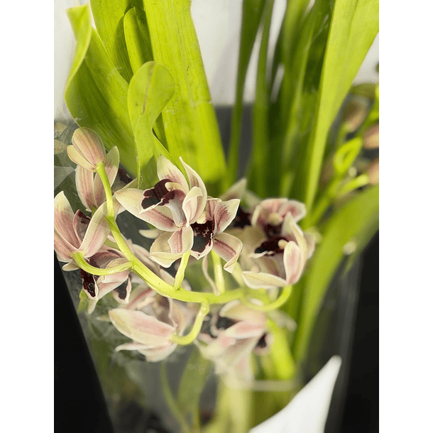 Orquídea Semi-Pêndula Olho Preto – 1 a 2 Hastes 2