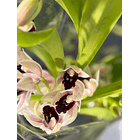 Orquídea Semi-Pêndula Olho Preto – 1 a 2 Hastes 3