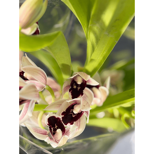 Orquídea Semi-Pêndula Olho Preto – 1 a 2 Hastes 3