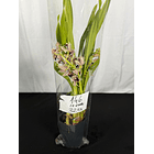 Orquídea Semi-Pêndula Olho Preto – 1 a 2 Hastes 4