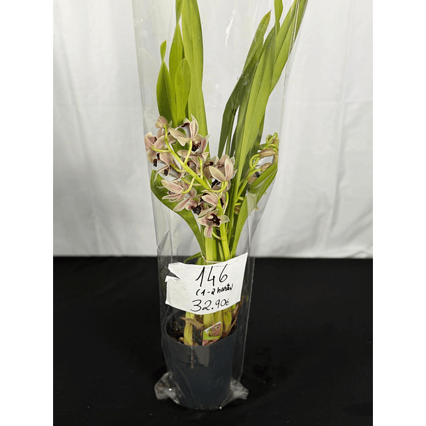 Orquídea Semi-Pêndula Olho Preto – 1 a 2 Hastes 4