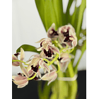 Orquídea Semi-Pêndula Olho Preto – 1 a 2 Hastes 1
