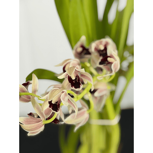 Orquídea Semi-Pêndula Olho Preto – 1 a 2 Hastes