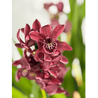 Orquídea Cor de Vinho Tinto – 3 a 4 Hastes | Flor Média 1