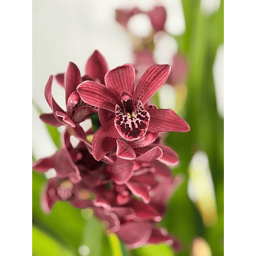 Orquídea Cor de Vinho Tinto – 3 a 4 Hastes | Flor Média