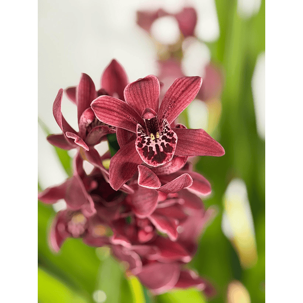 Orquídea Cor de Vinho Tinto – 3 a 4 Hastes | Flor Média 1