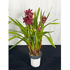 Orquídea Cor de Vinho Tinto – 3 a 4 Hastes | Flor Média 3