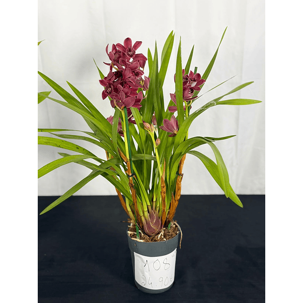 Orquídea Cor de Vinho Tinto – 3 a 4 Hastes | Flor Média 3