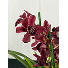 Orquídea Cor de Vinho Tinto – 3 a 4 Hastes | Flor Média 2