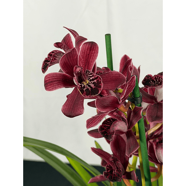 Orquídea Cor de Vinho Tinto – 3 a 4 Hastes | Flor Média 2