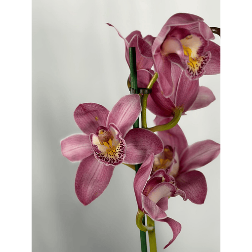 Orquídea Cymbidium Rosa – 2 Hastes | Flor XXL