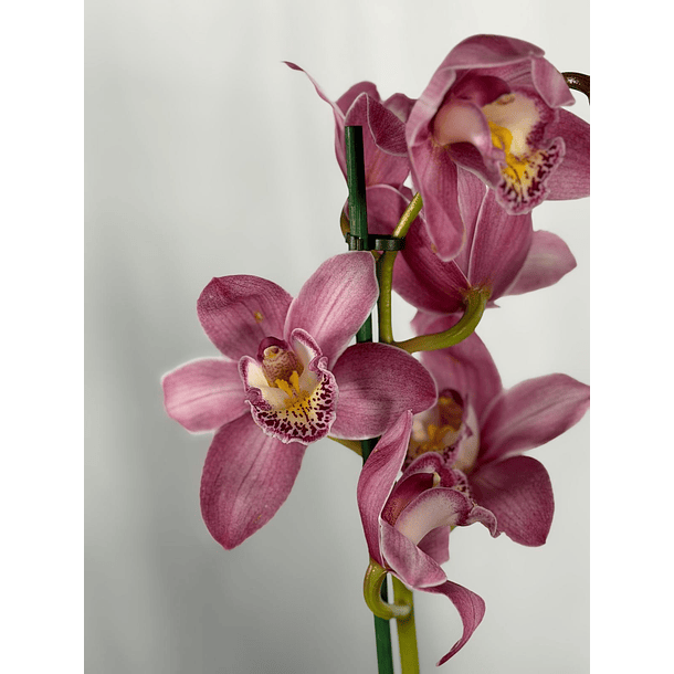Orquídea Cymbidium Rosa – 2 Hastes | Flor XXL 1