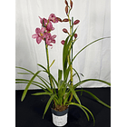 Orquídea Cymbidium Rosa – 2 Hastes | Flor XXL 2