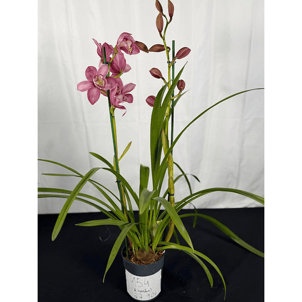 Orquídea Cymbidium Rosa – 2 Hastes | Flor XXL 2