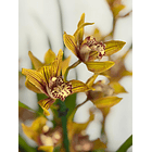 Orquídea Cymbidium Claire – 2 a 3 Hastes 1