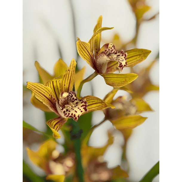 Orquídea Cymbidium Claire – 2 a 3 Hastes 1