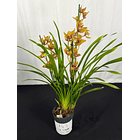 Orquídea Cymbidium Claire – 2 a 3 Hastes 2