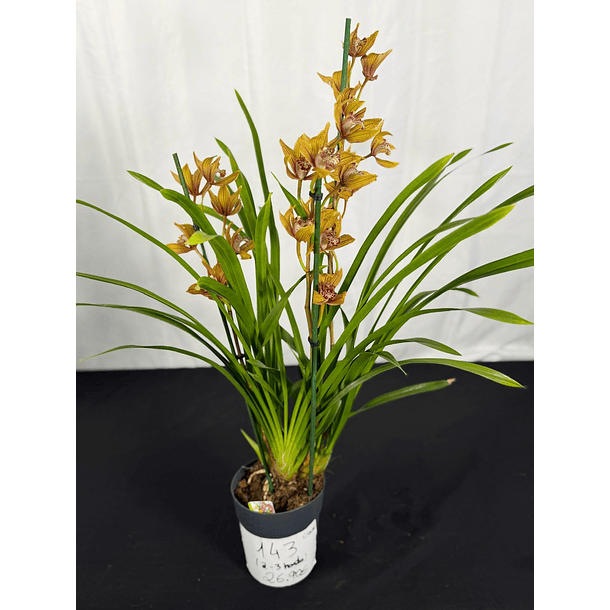 Orquídea Cymbidium Claire – 2 a 3 Hastes 2