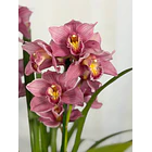 Orquídea Cymbidium Rosa – 2 hastes – Flor grande 1
